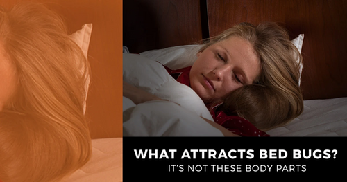 What Attracts Bed Bugs? It’s Not These Body Parts