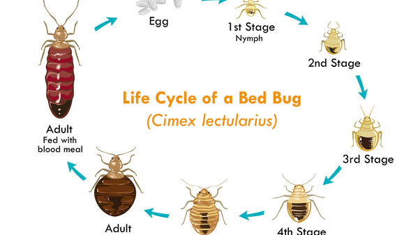 Life Cycle of Bed Bugs: An Examination of Bed Bugs