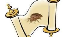 Why Bed Bugs Are Surviving