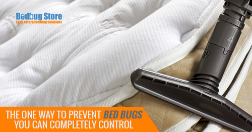 The One Way To Prevent Bed Bugs You Can Completely Control