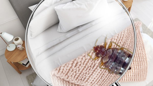 Growing A Thick Skin: Bed Bugs Are Evolving!