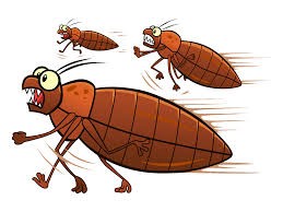 Get Rid of Bed Bugs Fast!