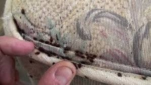 Bed Bug Rash and Other Symptoms of an Infestation