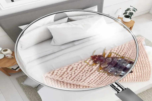 BB-InspectBedroom_Bug-2-Amazon-1024x1024_1_8_11zon