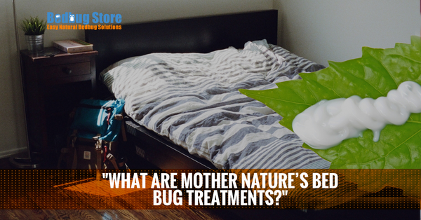 What Are Mother Nature’s Bed Bug Treatments?