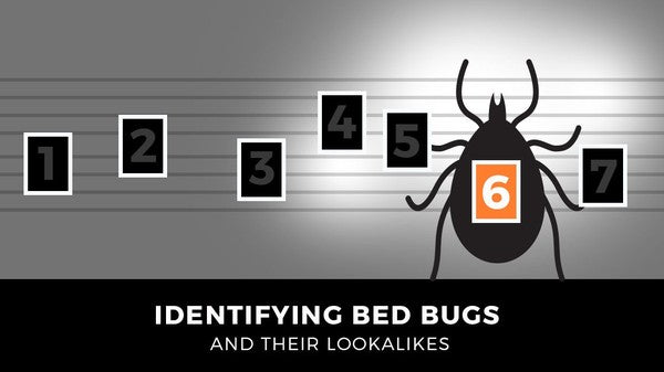 Identifying Bed Bugs and Their Lookalikes