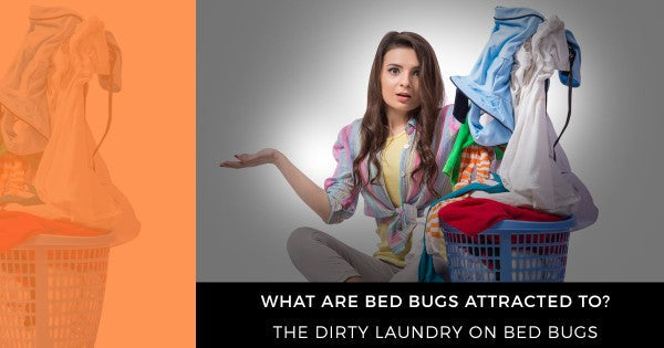 What Are Bed Bugs Attracted To? The Dirty Laundry on Bed Bugs