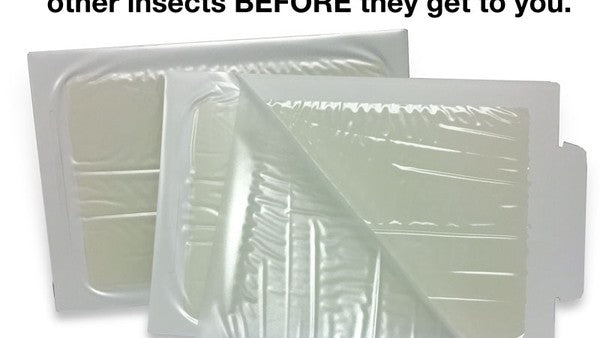 Where to Place Bed Bug Traps