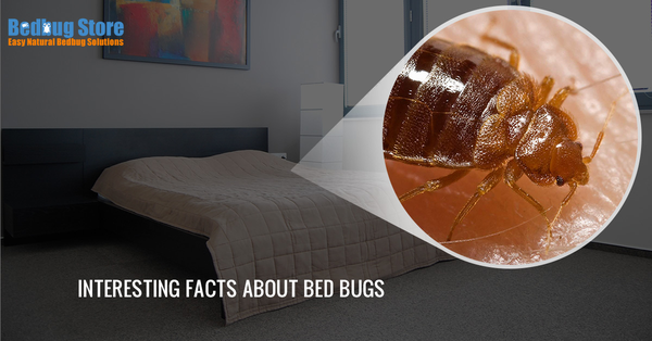 6 Surprisingly Interesting Facts About Bed Bugs