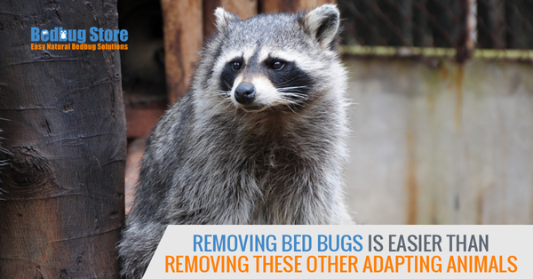 Removing Bed Bugs is Easier Than Removing These Other Adapting Animals