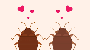 5 Reasons Bed Bugs Love Us