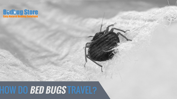 How Do Bed Bugs Travel?