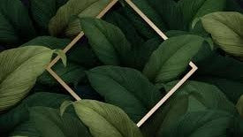 Nature's Bed Bug Deterrent