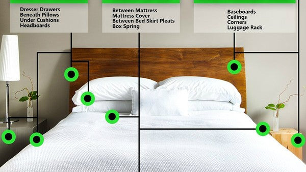 Bed Bugs: Where Do They Hide?