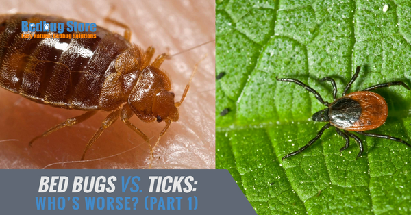 Bed Bugs vs. Ticks: Who’s Worse? (Part 1)