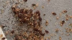 Powerful Bed Bug Prevention Techniques – Stop an Infestation Before It Starts