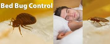 The EPA's Top Tips For Preventing & Controlling Bed Bugs