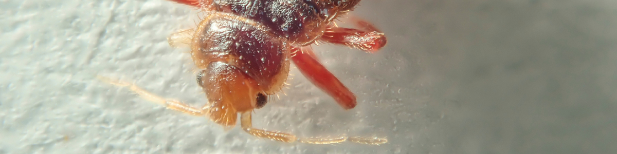 Bed Bugs and Colors