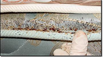 DIY: Helpful Tips on How to Get Rid of Bed Bugs