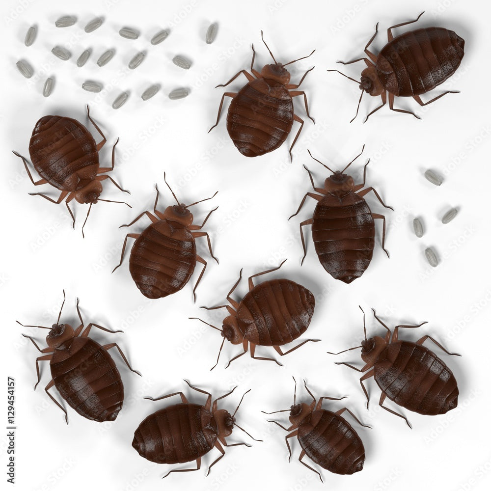 How Do I Know If I Have Bed Bugs?