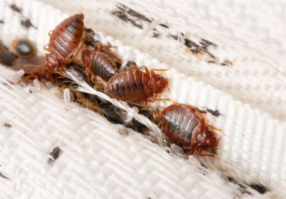 What Do Bed Bugs Do?