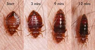 What Do Bed Bugs Look Like?