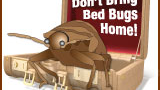 Traveling and Bed Bugs – The Hidden Perils of Exploring the World