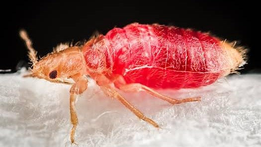 6 Ways Bed Bugs Could Be Worse