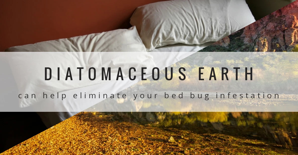 A Beginner's Guide to Naturally Eliminating Bed Bugs With Diatomaceous Earth
