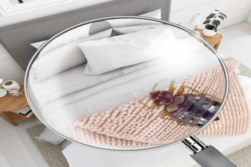BB-InspectBedroom_Bug-2-Amazon-1024x1024_1_8_11zon