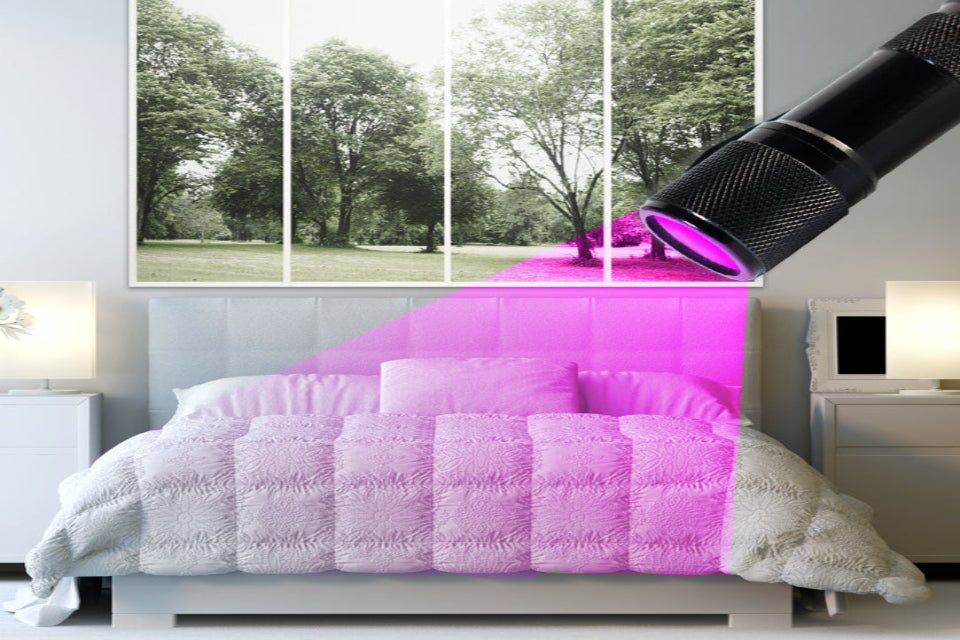 bed bugs UV light detection 