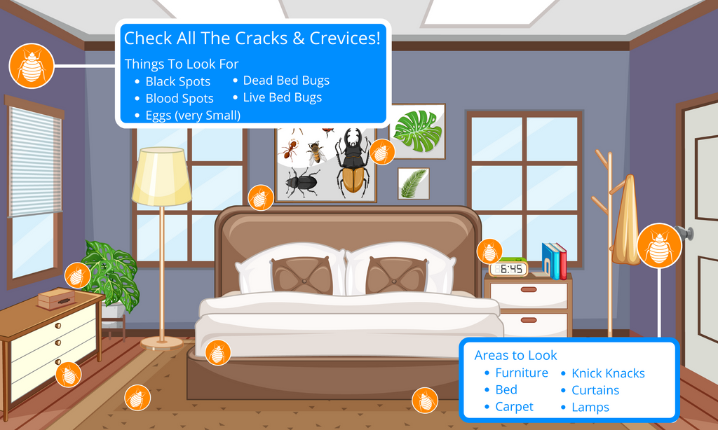 find bed bug in home